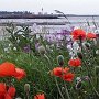 Pavot à Métis sur mer (phare au loin)